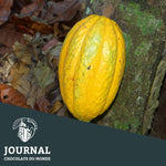 Le cacao Criollo : rare et merveilleux - Chocolats du Monde