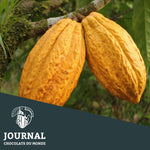 Baure, le Cacao Sauvage - Chocolats du Monde