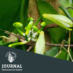 Botanique tropicale:  Les principales variétés de vanille - Chocolats du Monde