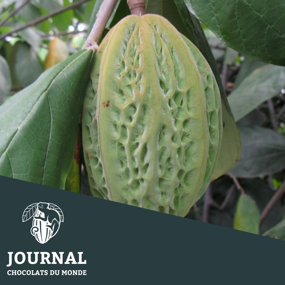 Botanique tropicale: Theobroma bicolor - Chocolats du Monde