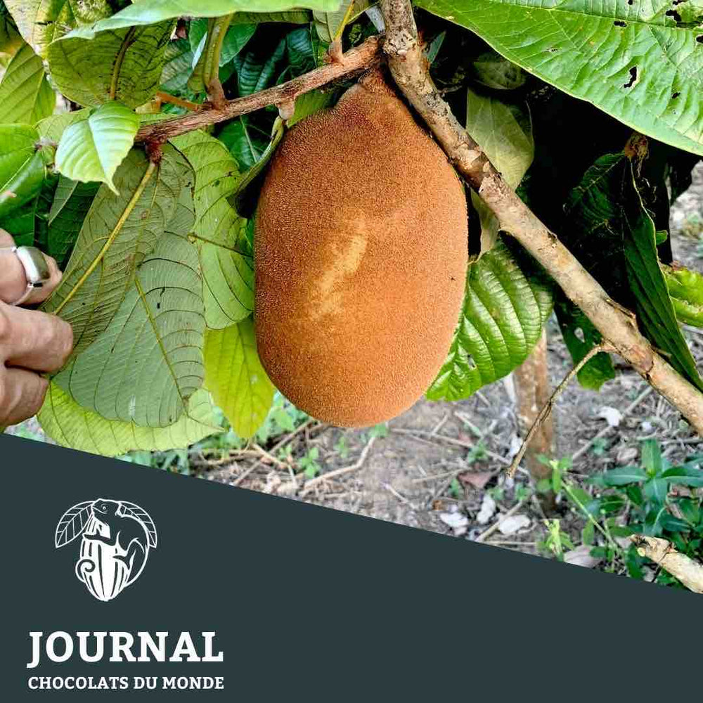 Botanique tropicale: Theobroma grandiflorum - Chocolats du Monde