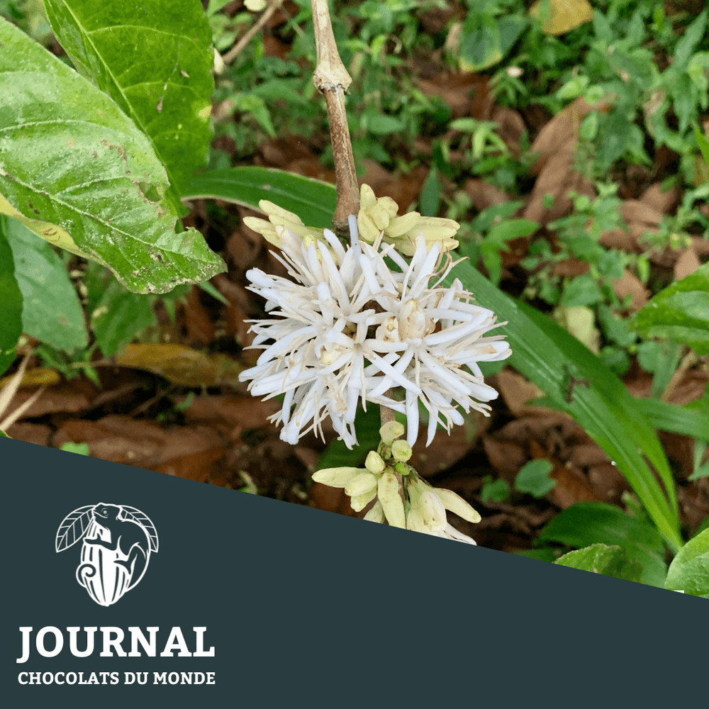 Caféine ou Théobromine ? - Chocolats du Monde