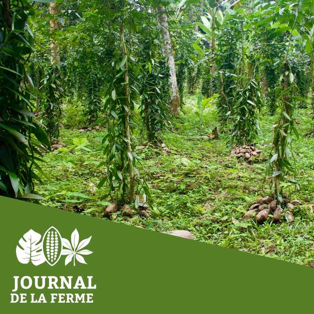 L'agroforesterie du cacao et de la vanille - Chocolats du Monde