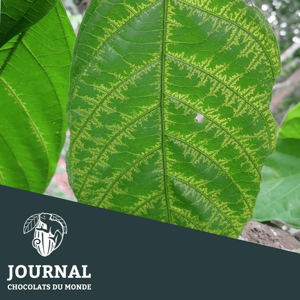 Swollen shoot virus - Le virus invisible qui menace le goût du chocolat - Chocolats du Monde