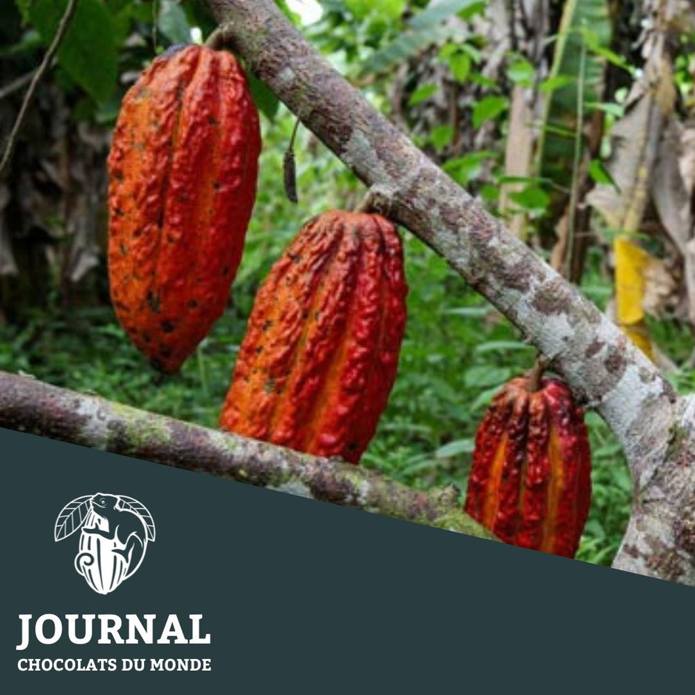 Terroirs du monde : Pérou - Chocolats du Monde