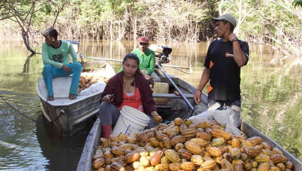 Brésil, Cacao Sauvage Rio Tocantins 72% - Chocolats du Monde